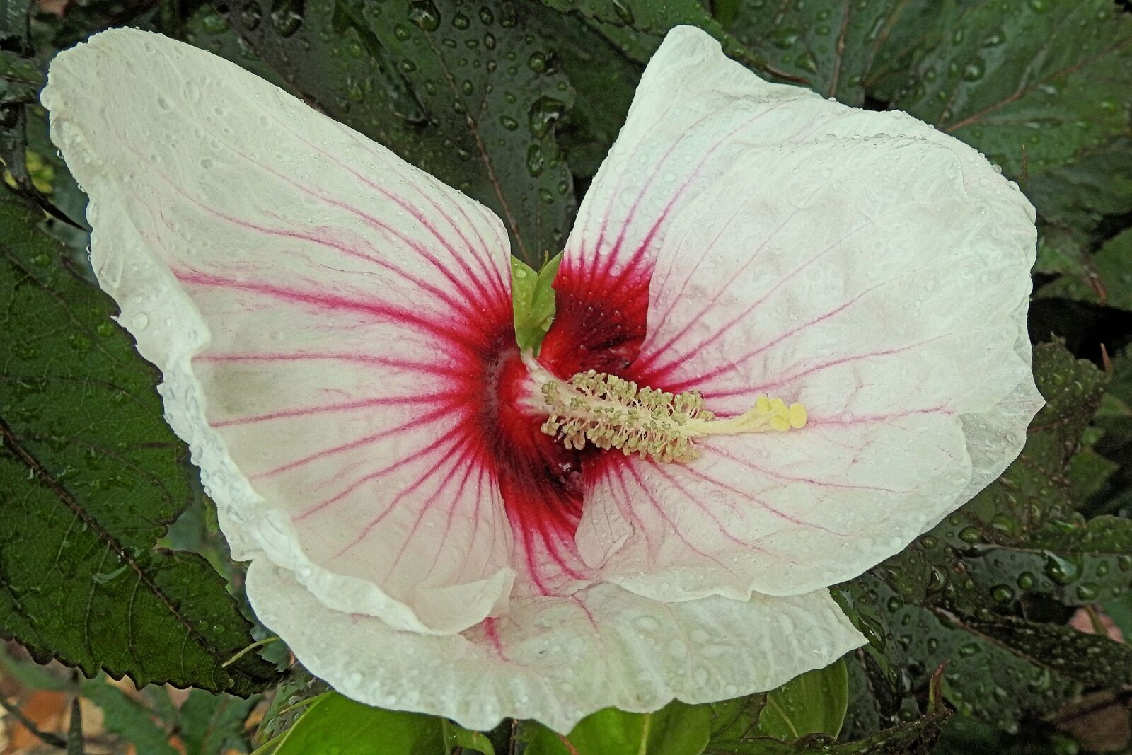 Nikon Coolpix P900 sample photo. Giant hibiscus, raindrop, hibiscus photography