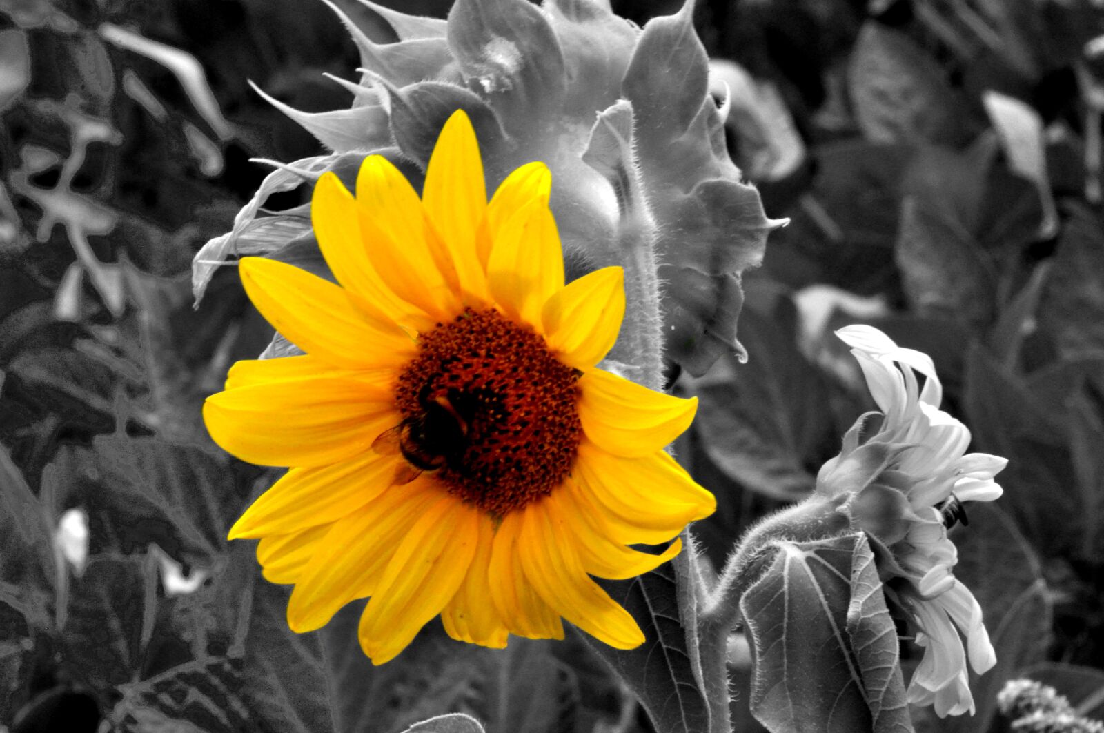 Nikon D90 sample photo. Sunflower, nature, summer photography