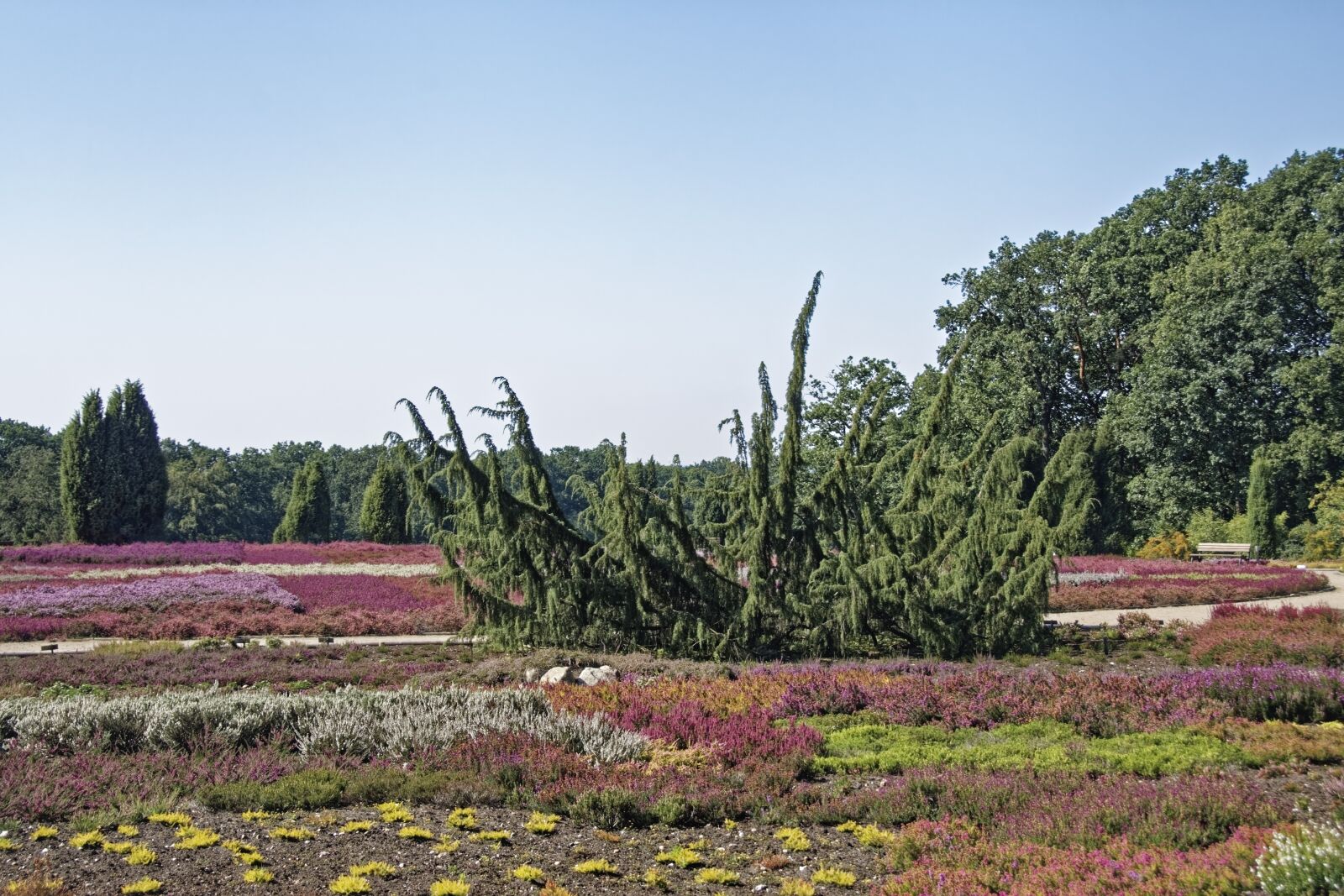 Nikon D500 sample photo. Germany, schneverdingen, heath garden photography
