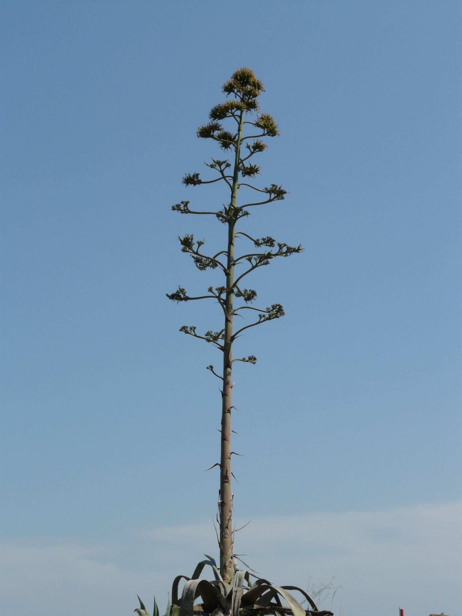 Panasonic DMC-FZ18 sample photo. Agave, plant, flower photography
