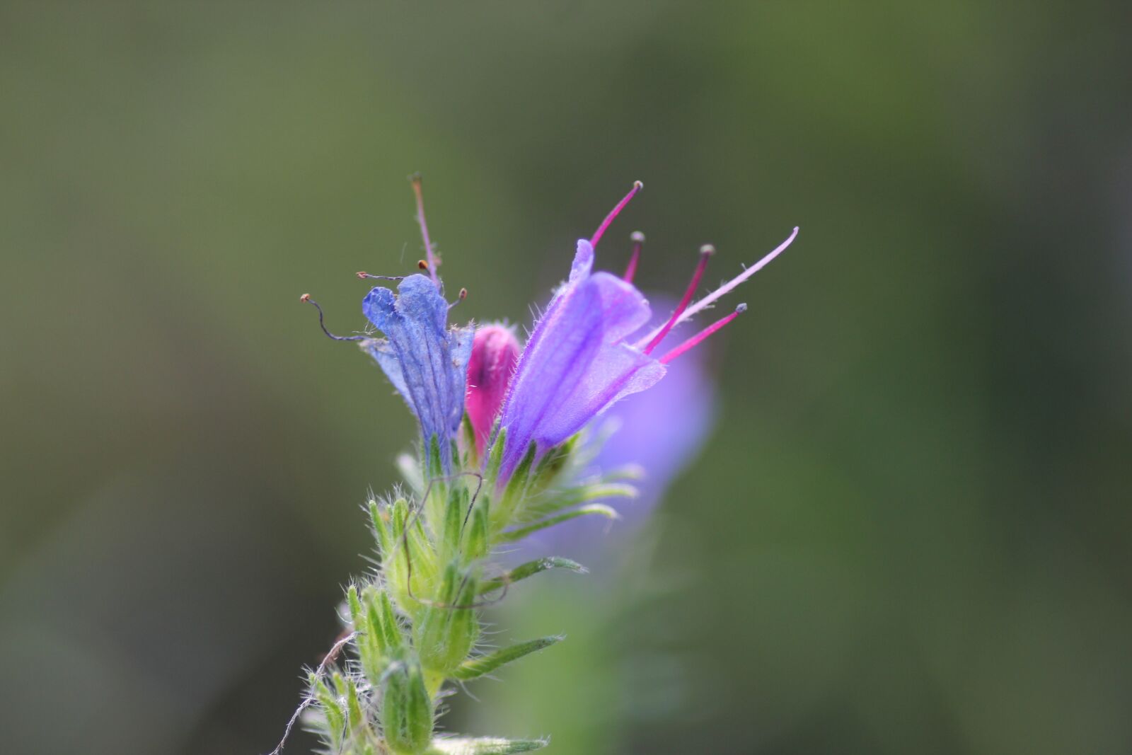 Canon EOS 550D (EOS Rebel T2i / EOS Kiss X4) sample photo. Grass, macro, meadow photography