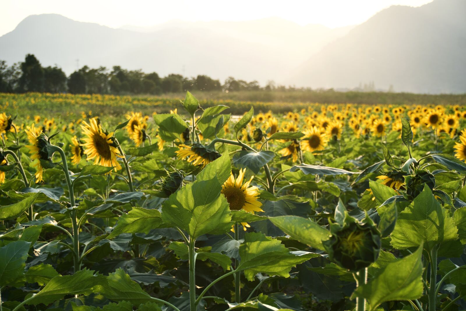 Sony a6400 sample photo. "Field, sunflowers, flowers" photography