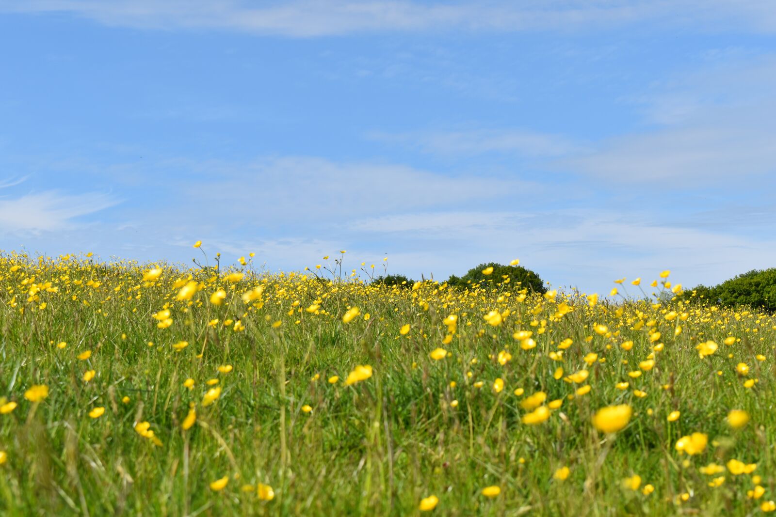 Nikon D3500 sample photo. Flowers, meadow, landscape photography