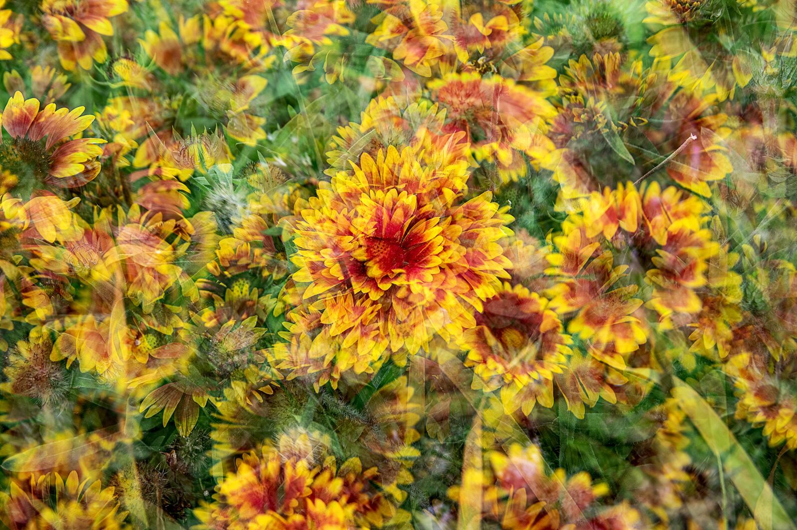Pentax K-3 sample photo. Flower, summer, nature photography