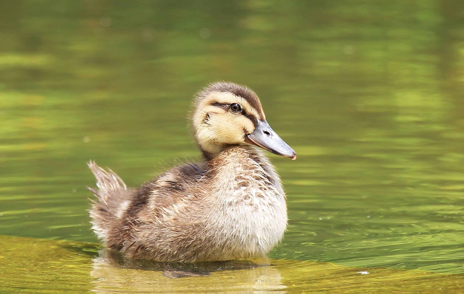 Canon EOS 550D (EOS Rebel T2i / EOS Kiss X4) sample photo. Duckling, lake, waterfowl, nature photography