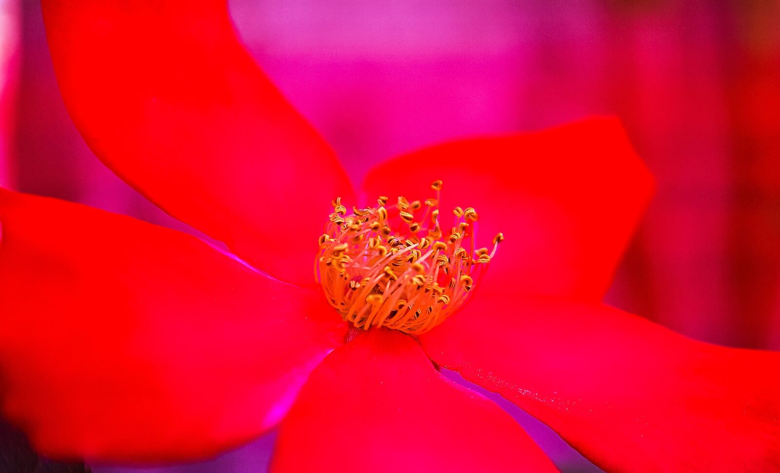 Nikon D5200 sample photo. Rosa, rossa, rosehip photography