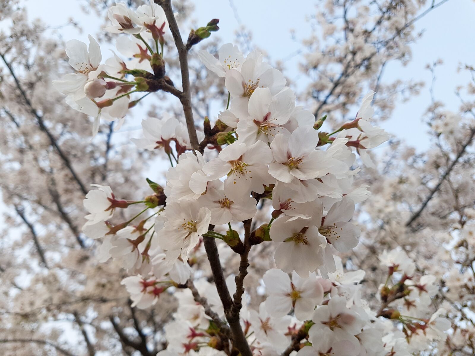 Samsung Galaxy S7 Edge sample photo. Cherry blossom, nature, wood photography