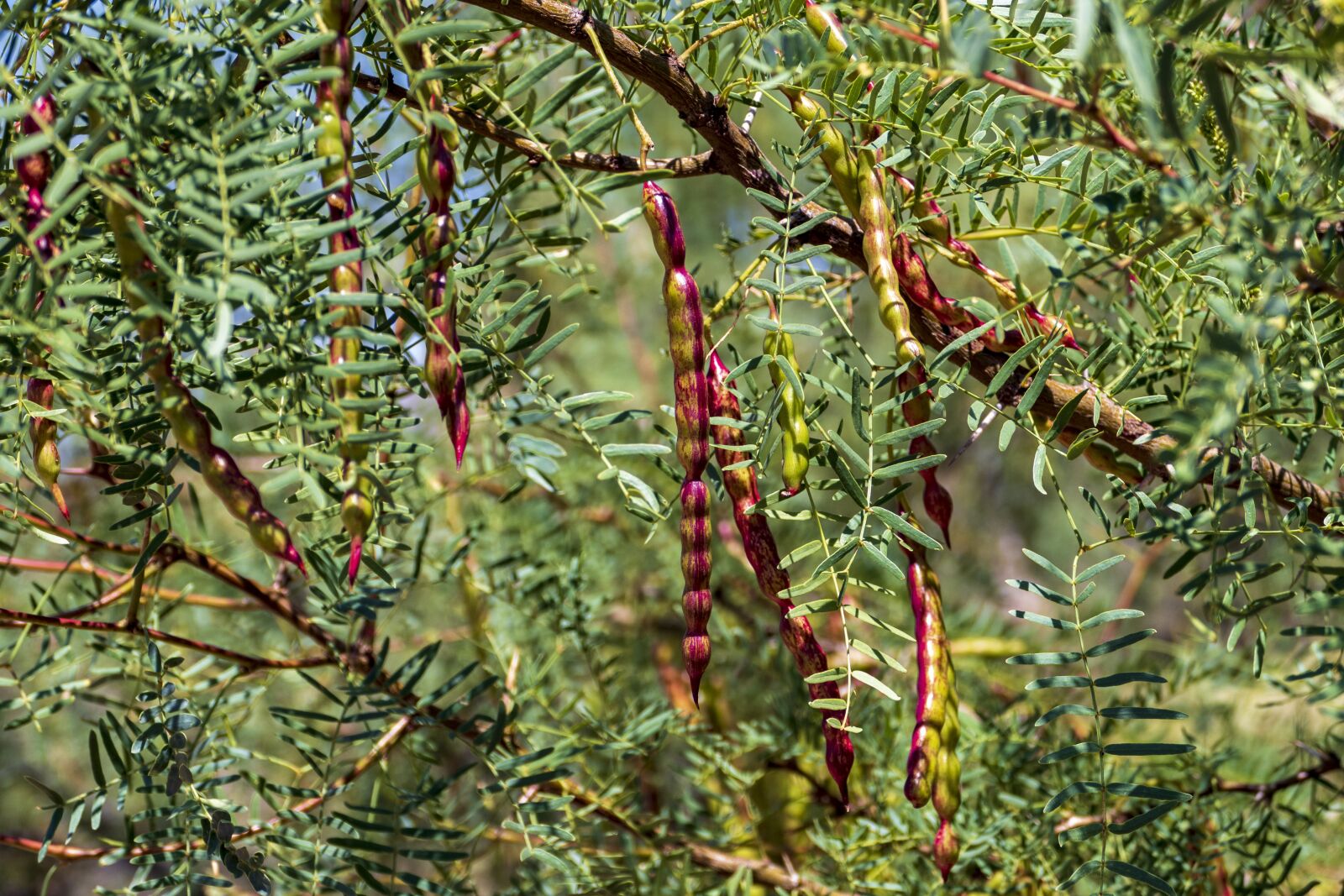 Panasonic Lumix DMC-FZ1000 sample photo. Mesquite, tree, pods photography