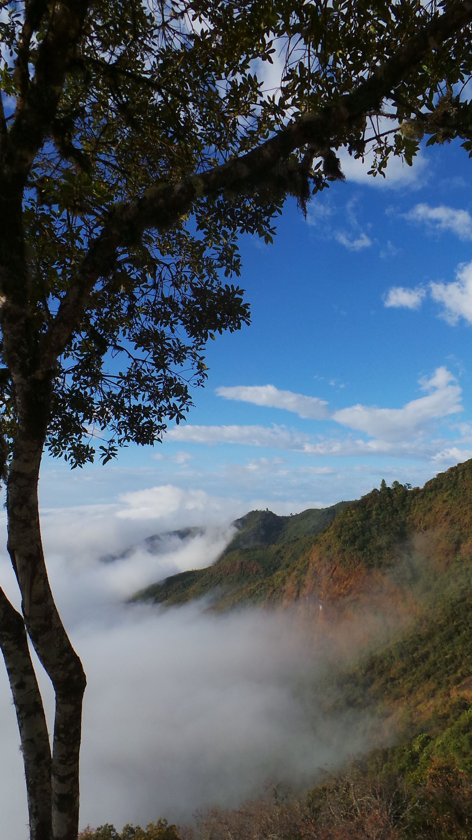 Samsung Galaxy Camera (Wi-Fi) sample photo. Mist, tree, mountain photography