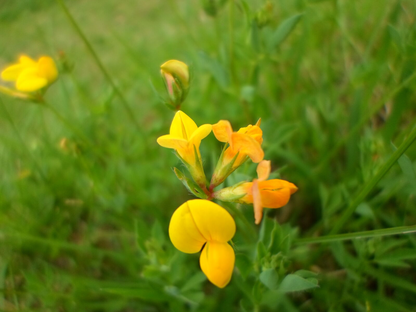 Samsung ST66 / ST68 sample photo. Flower, nature, yellow, flowers photography