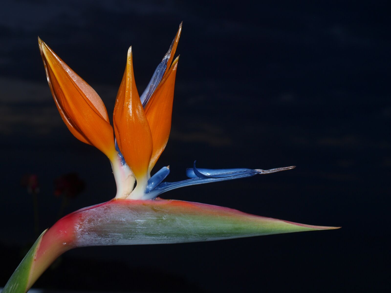 Olympus E-420 (EVOLT E-420) sample photo. Parrot flower, flower, madeira photography