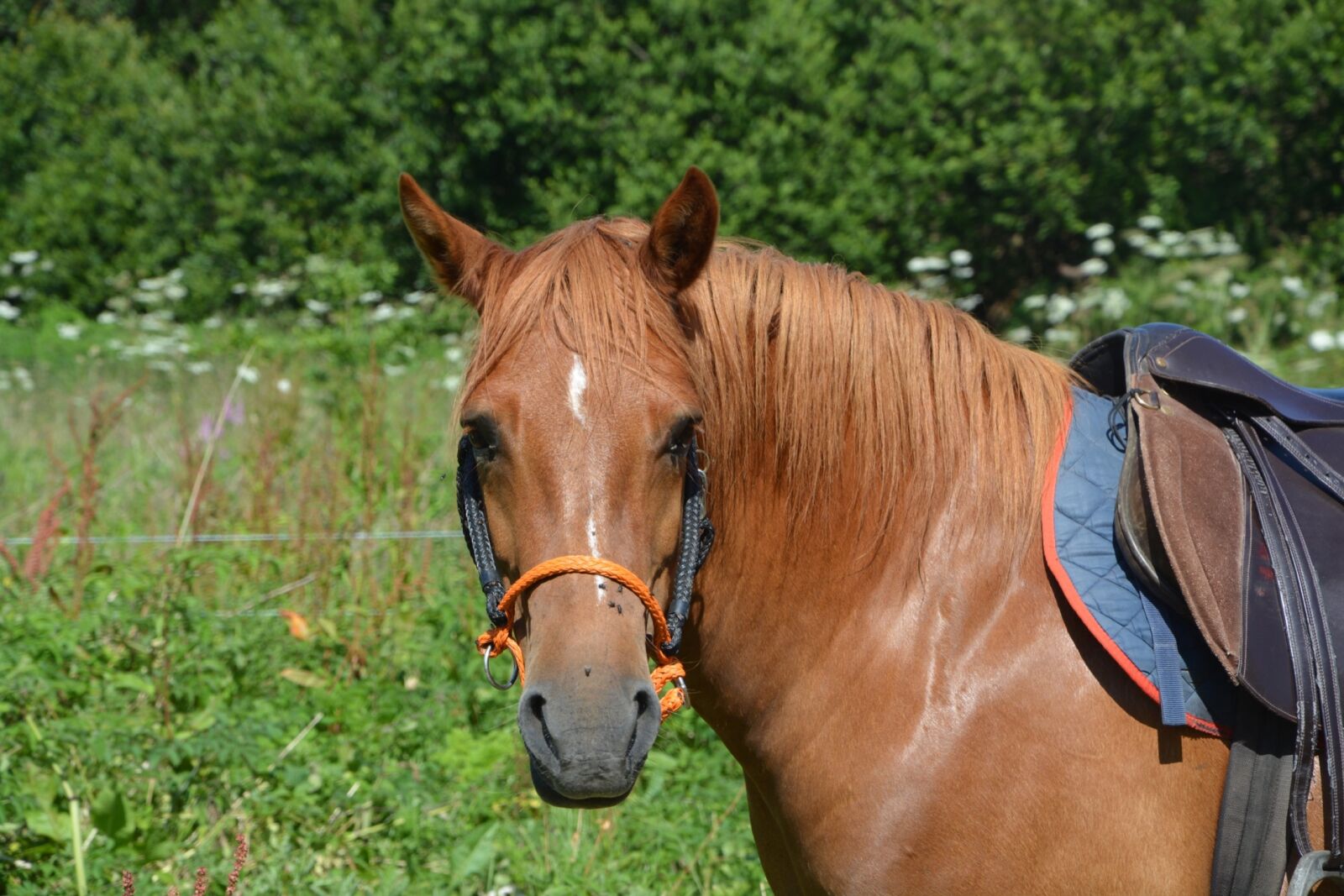 Nikon D5200 sample photo. Horse, head, animal photography