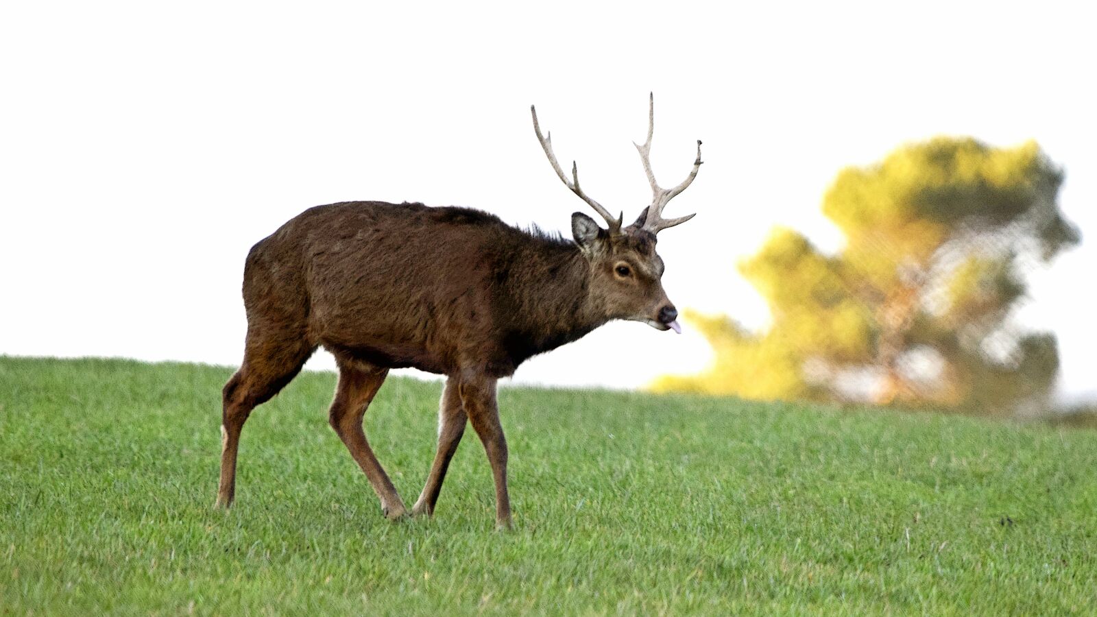 Nikon D3300 sample photo. Deer, animal, nature photography