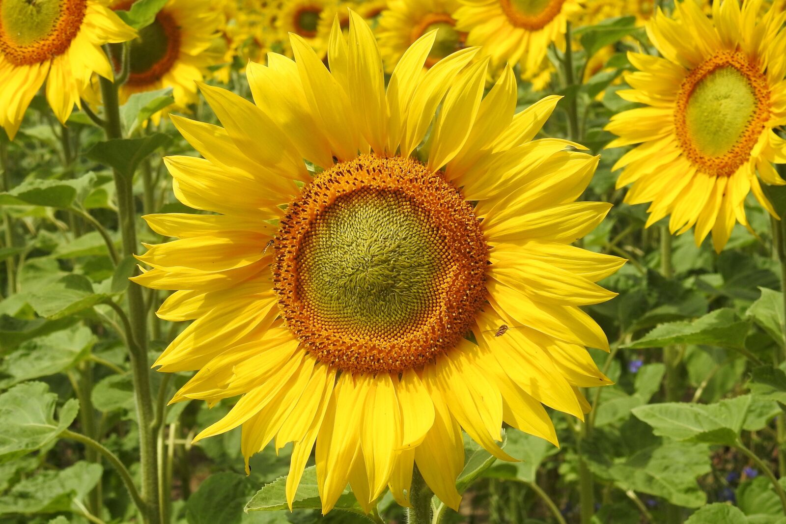 Nikon Coolpix P900 sample photo. Sunflower, blossom, bloom photography