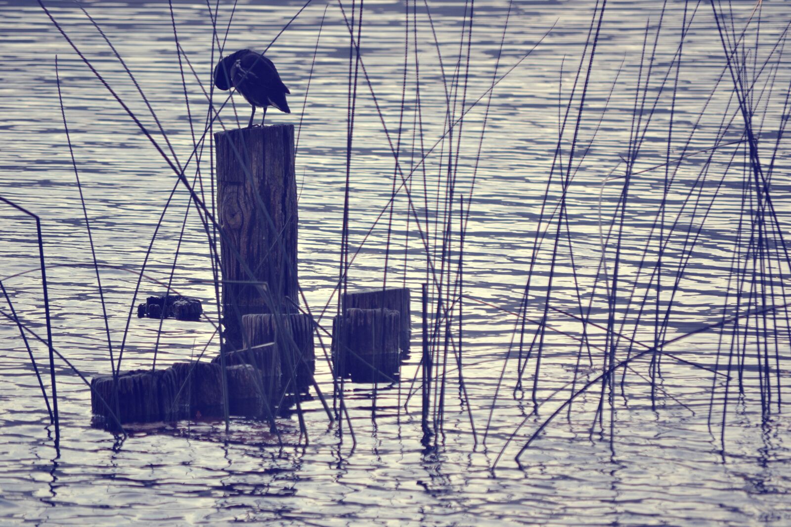 Nikon D3100 sample photo. Lake, water, nature photography