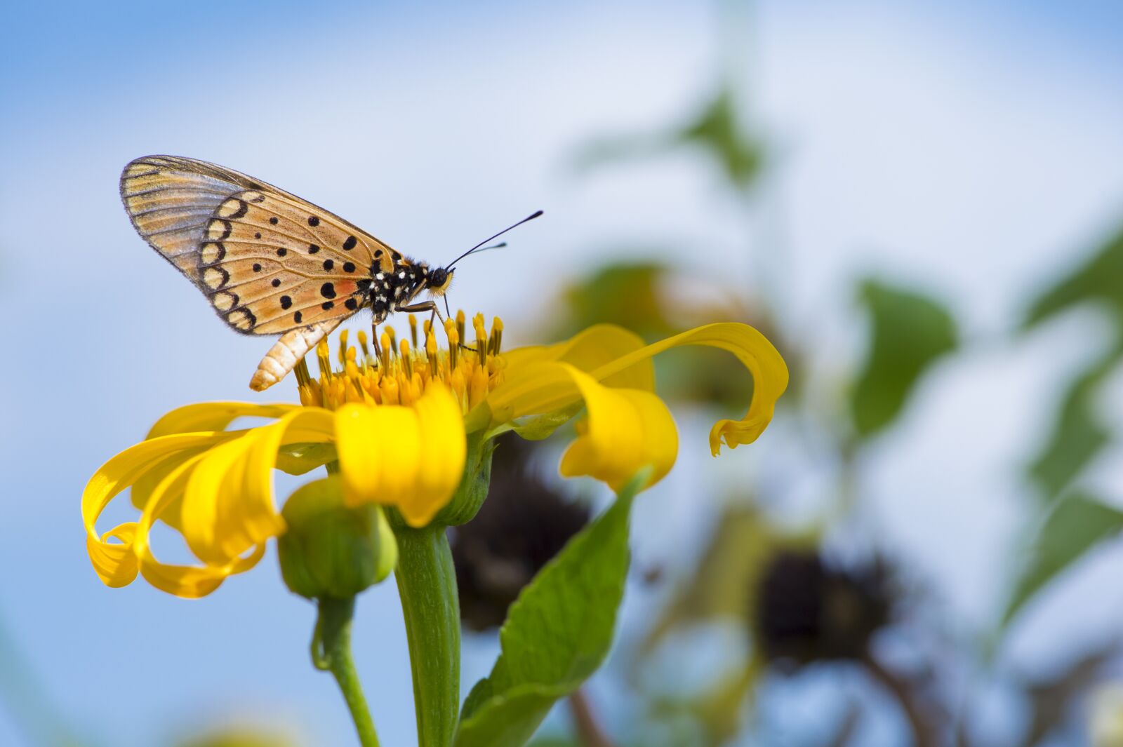 Nikon D4S sample photo. Macro, africa, butterfly photography