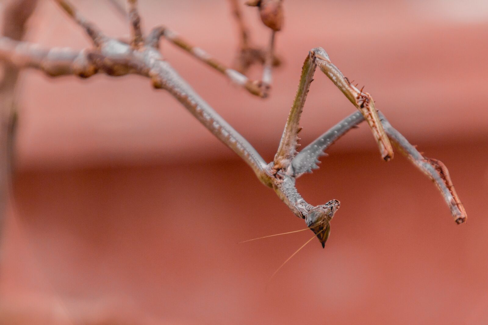 Canon EOS 70D sample photo. Praying mantis, branch, animal photography