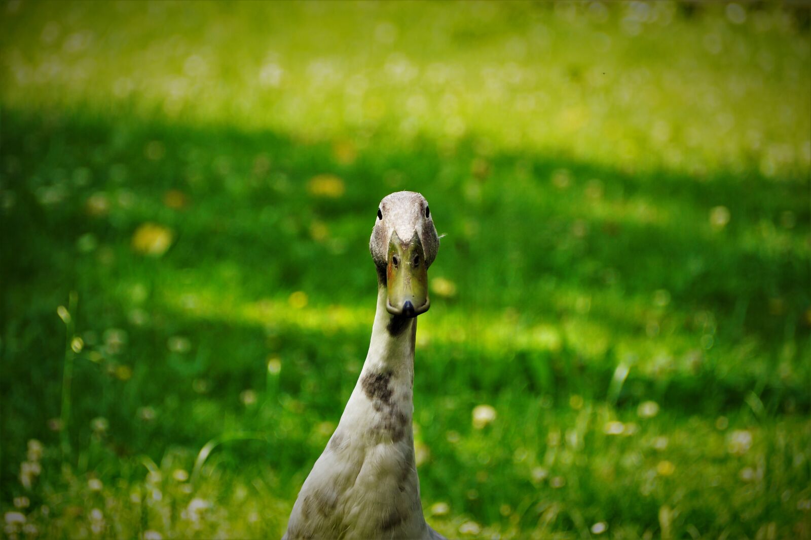 Olympus M.Zuiko Digital ED 40-150mm F4-5.6 sample photo. Duck, running duck, grass photography