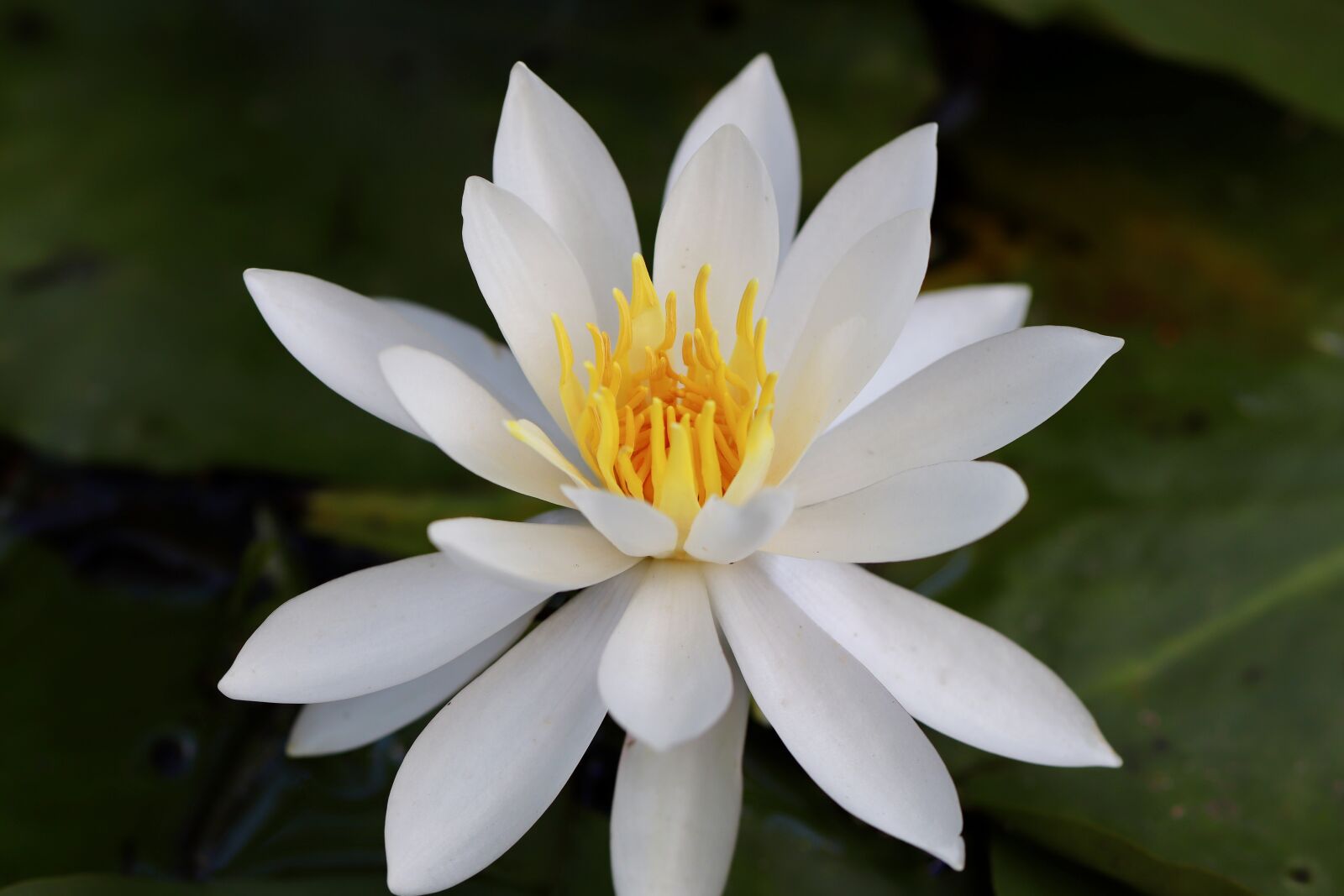 Canon EOS 800D (EOS Rebel T7i / EOS Kiss X9i) sample photo. Water lily, petals, white photography