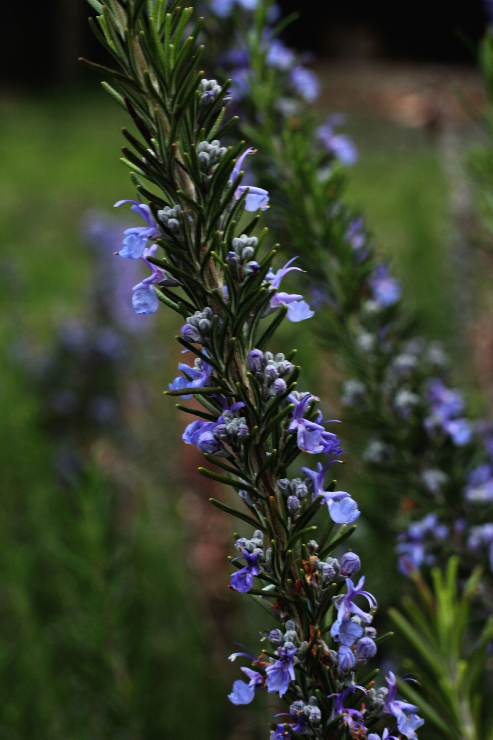 Canon EOS 1200D (EOS Rebel T5 / EOS Kiss X70 / EOS Hi) sample photo. Lavender photography