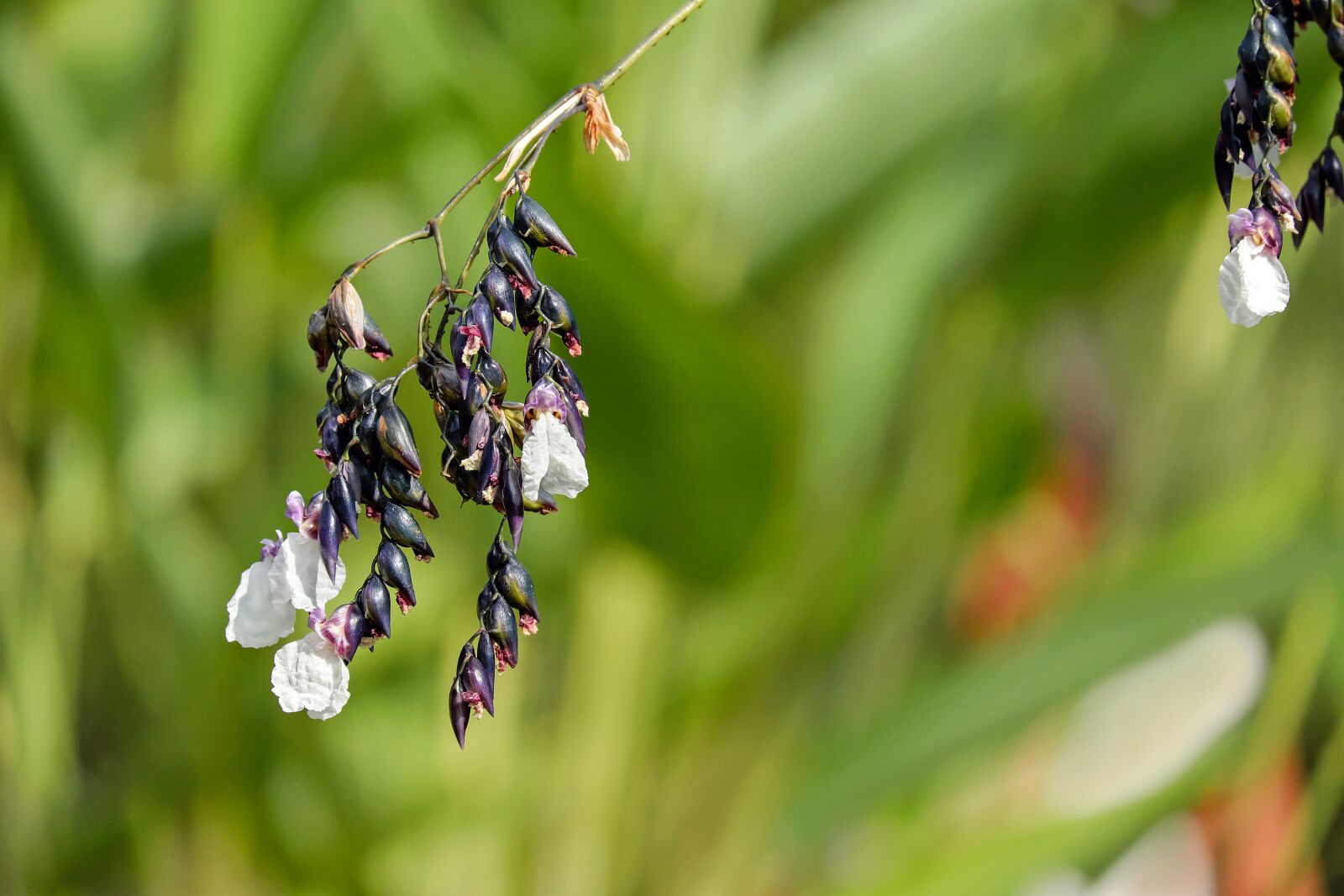 Fujifilm X-T10 + Fujifilm XC 50-230mm F4.5-6.7 OIS sample photo. Canna, aquatic plant, thalia photography