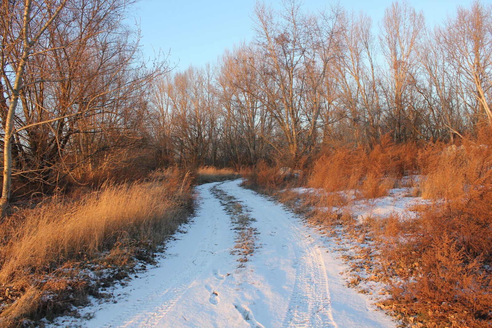 Canon EOS 550D (EOS Rebel T2i / EOS Kiss X4) sample photo. Path, winter, snow photography