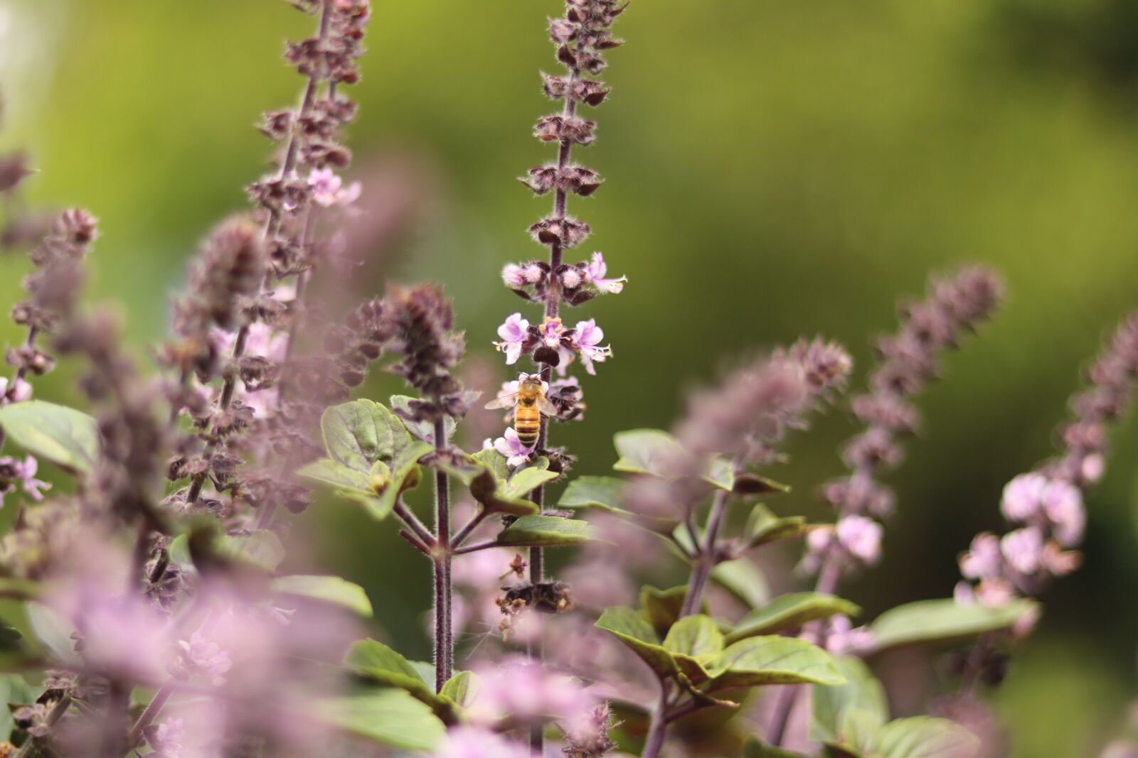 Canon EOS 750D (EOS Rebel T6i / EOS Kiss X8i) sample photo. Lavender, bee, plant photography