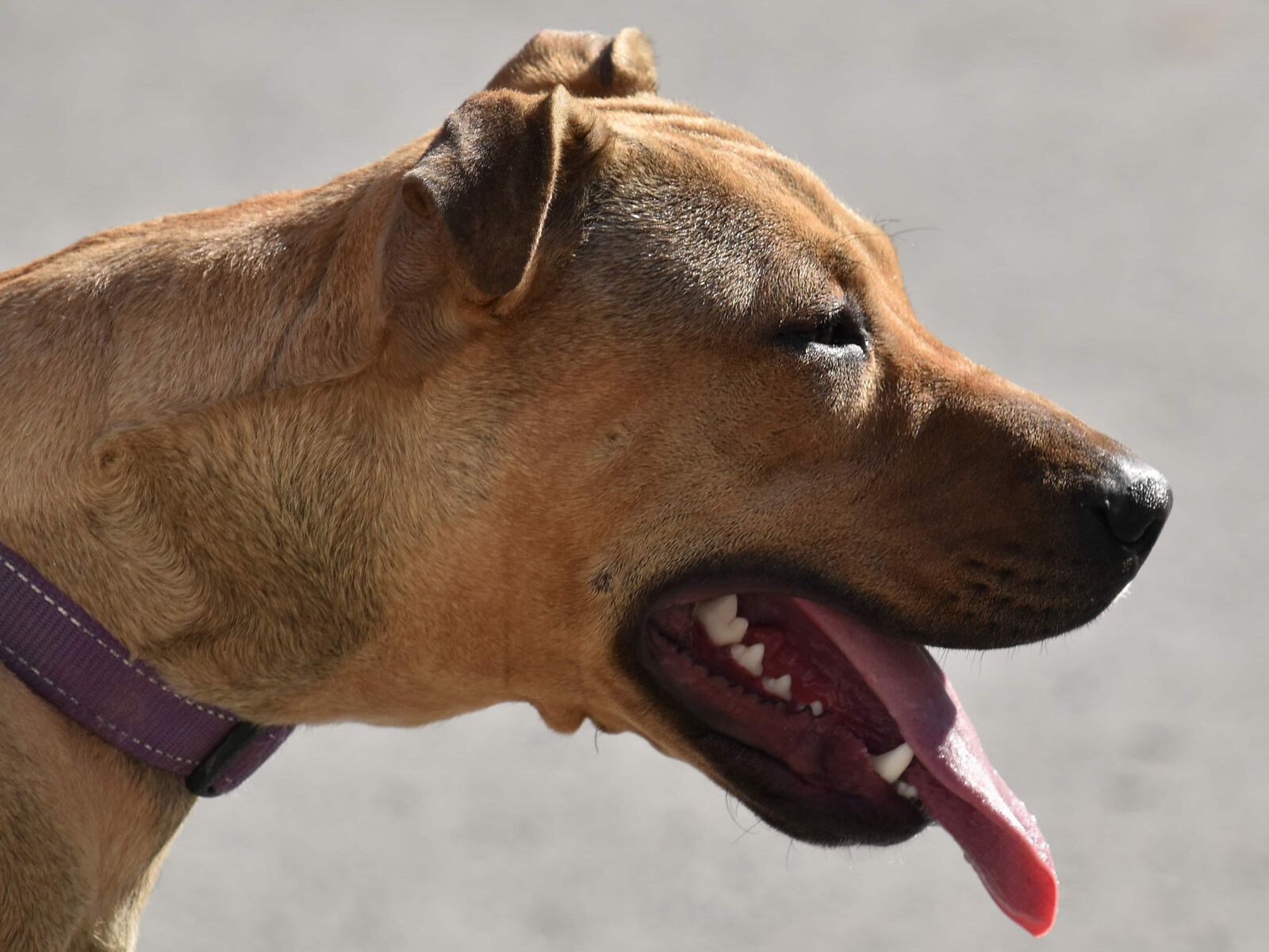 Nikon D5500 sample photo. Boxer, dog, nose, pedigree photography