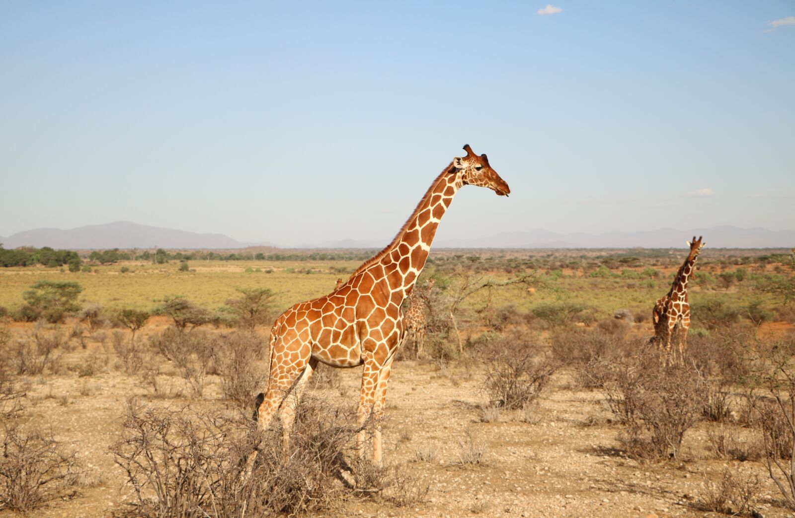 Canon EOS 760D (EOS Rebel T6s / EOS 8000D) sample photo. Giraffe, nature, safari photography