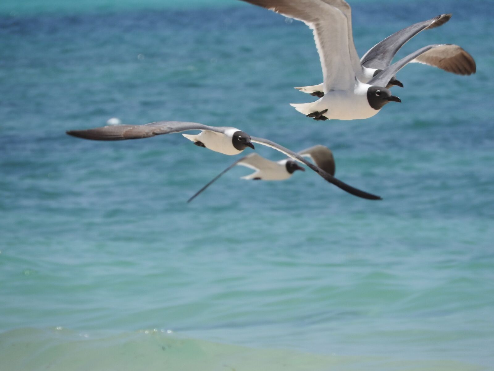 Nikon Coolpix P610 sample photo. Ocean, beach, sea photography