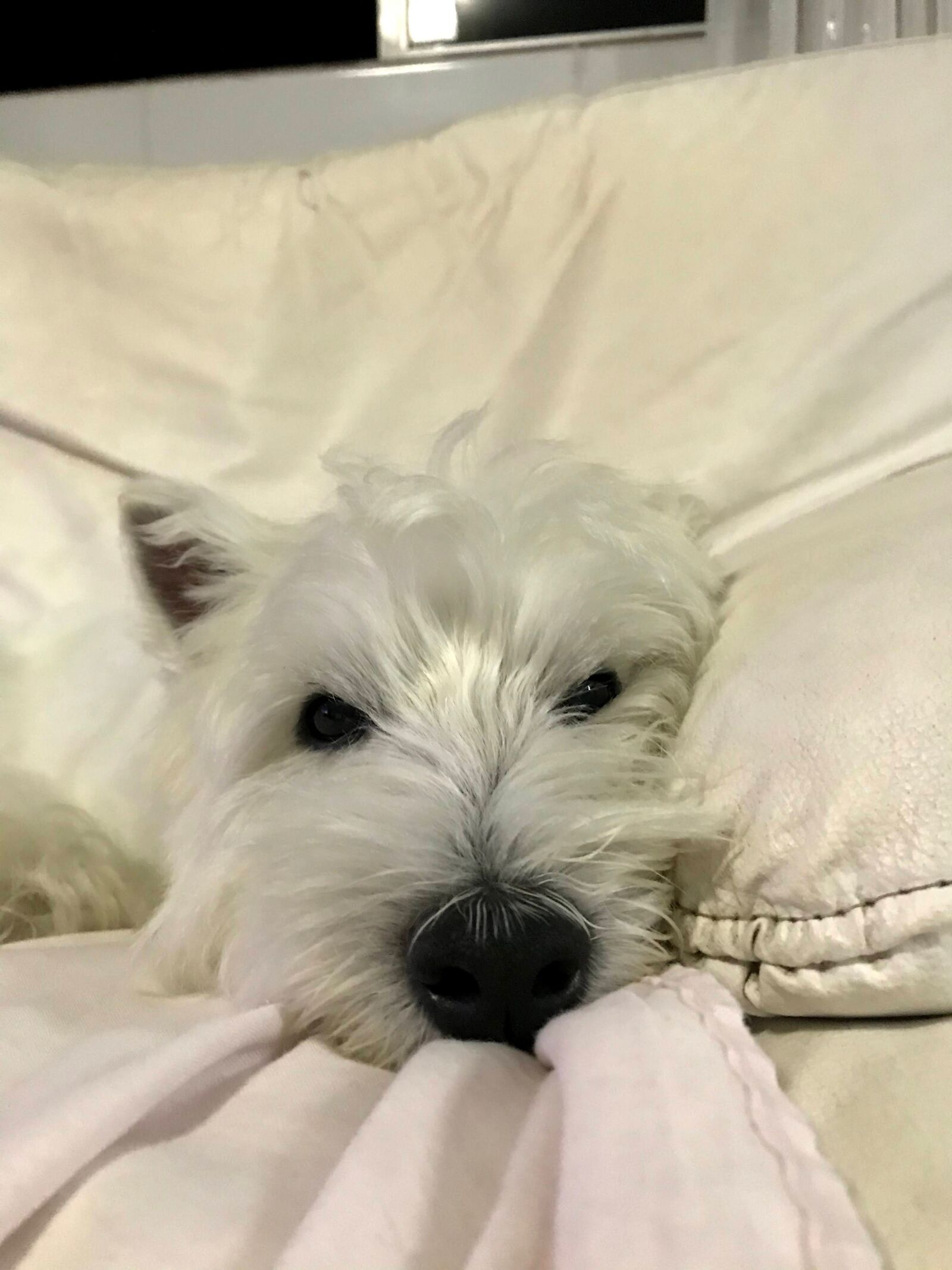 iPhone 7 back camera 3.99mm f/1.8 sample photo. Dog, westie, pet photography