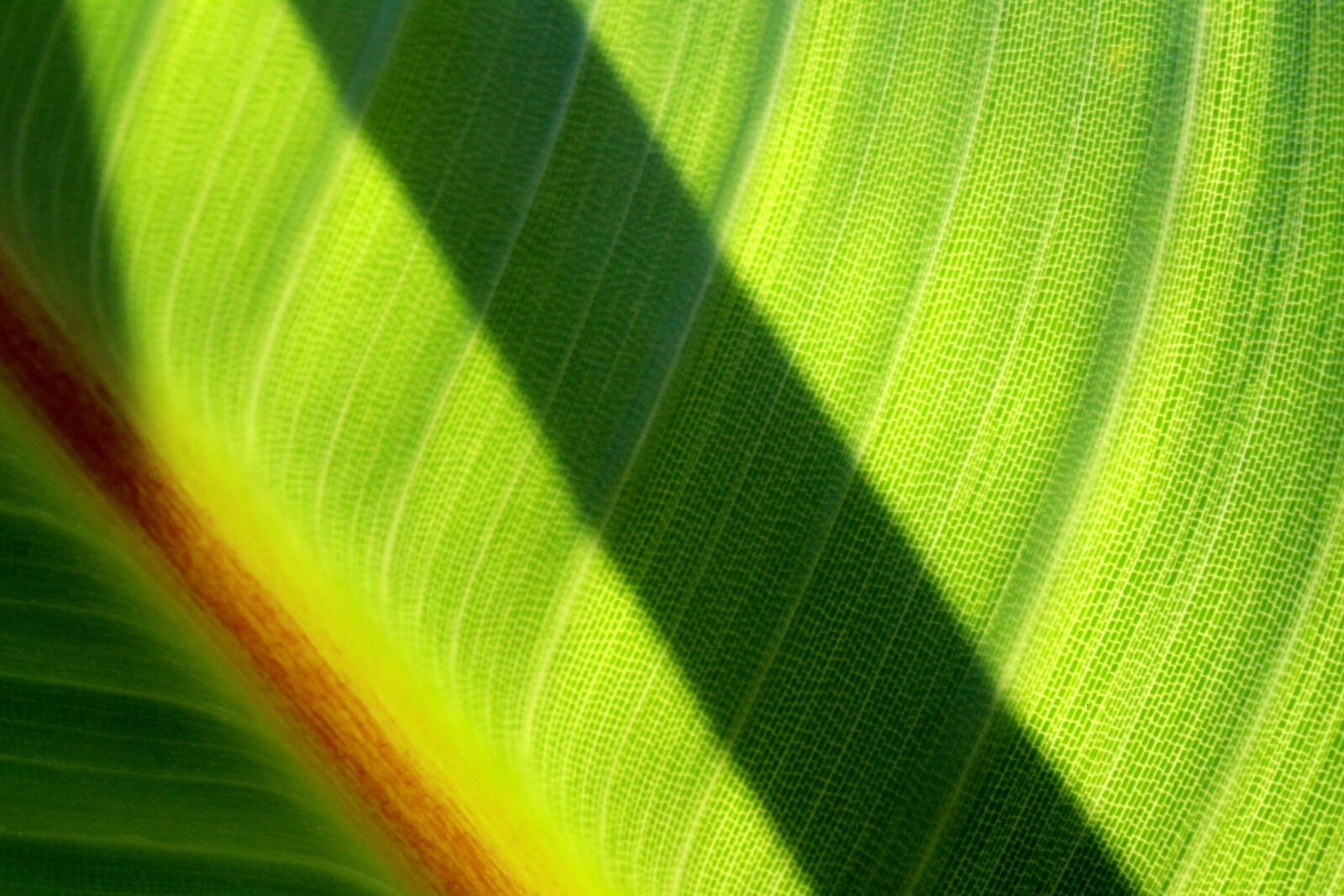 Canon EOS 650D (EOS Rebel T4i / EOS Kiss X6i) sample photo. Leaf, shadow, forest photography