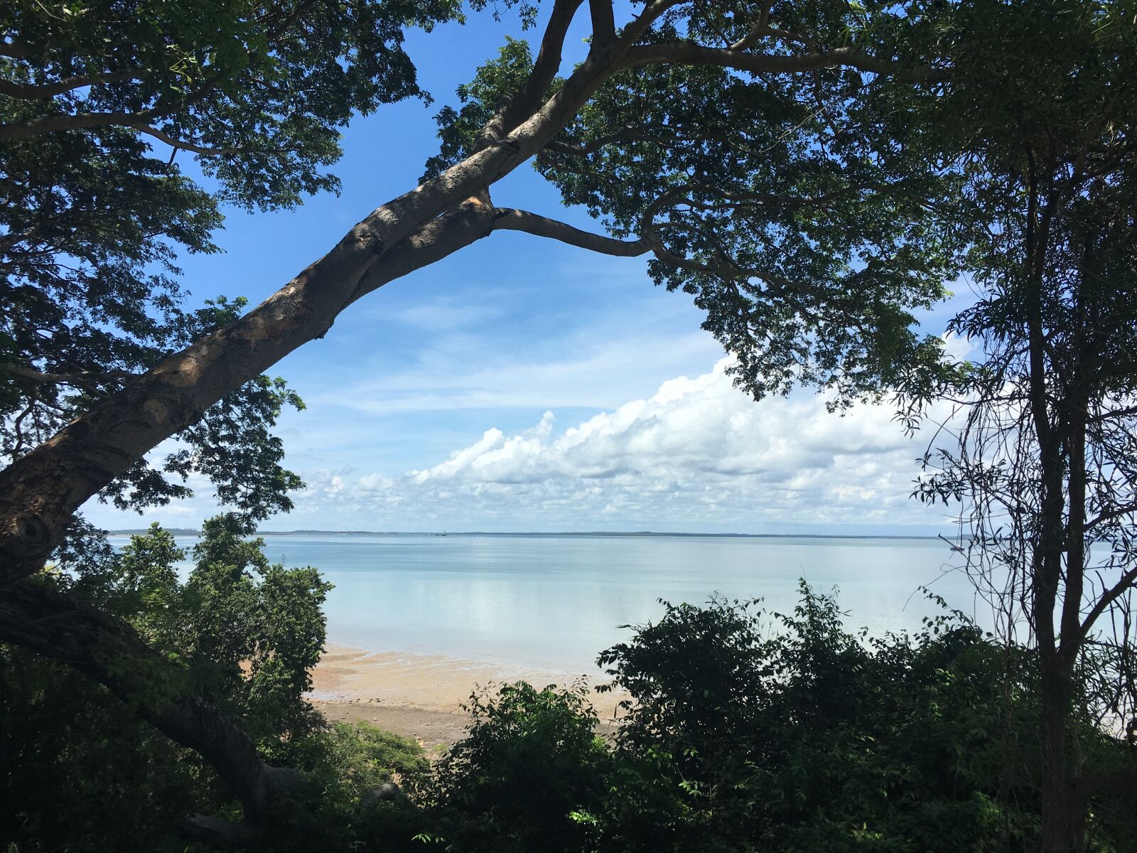 Apple iPhone 6s sample photo. Trees, on, beach, against photography