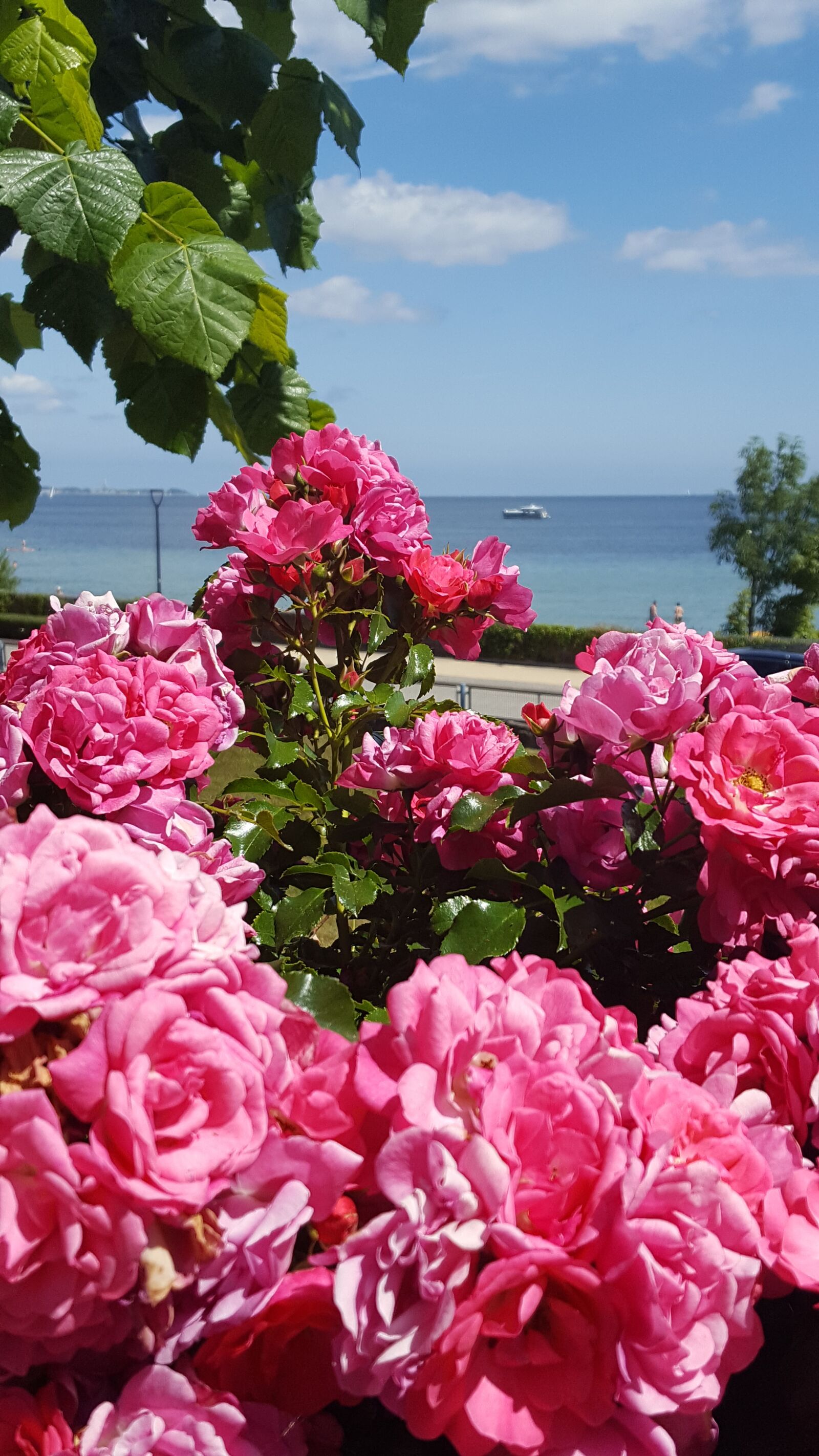 Samsung Galaxy S6 sample photo. Rose flower, roses, summer photography