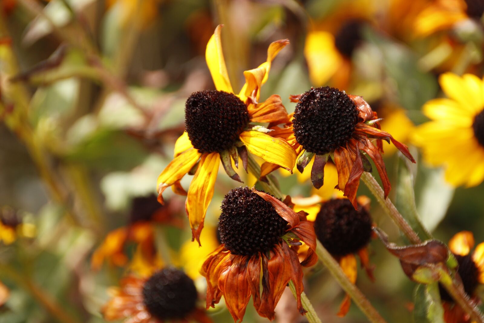 Canon EOS 700D (EOS Rebel T5i / EOS Kiss X7i) sample photo. Coneflower, flower, yellow photography