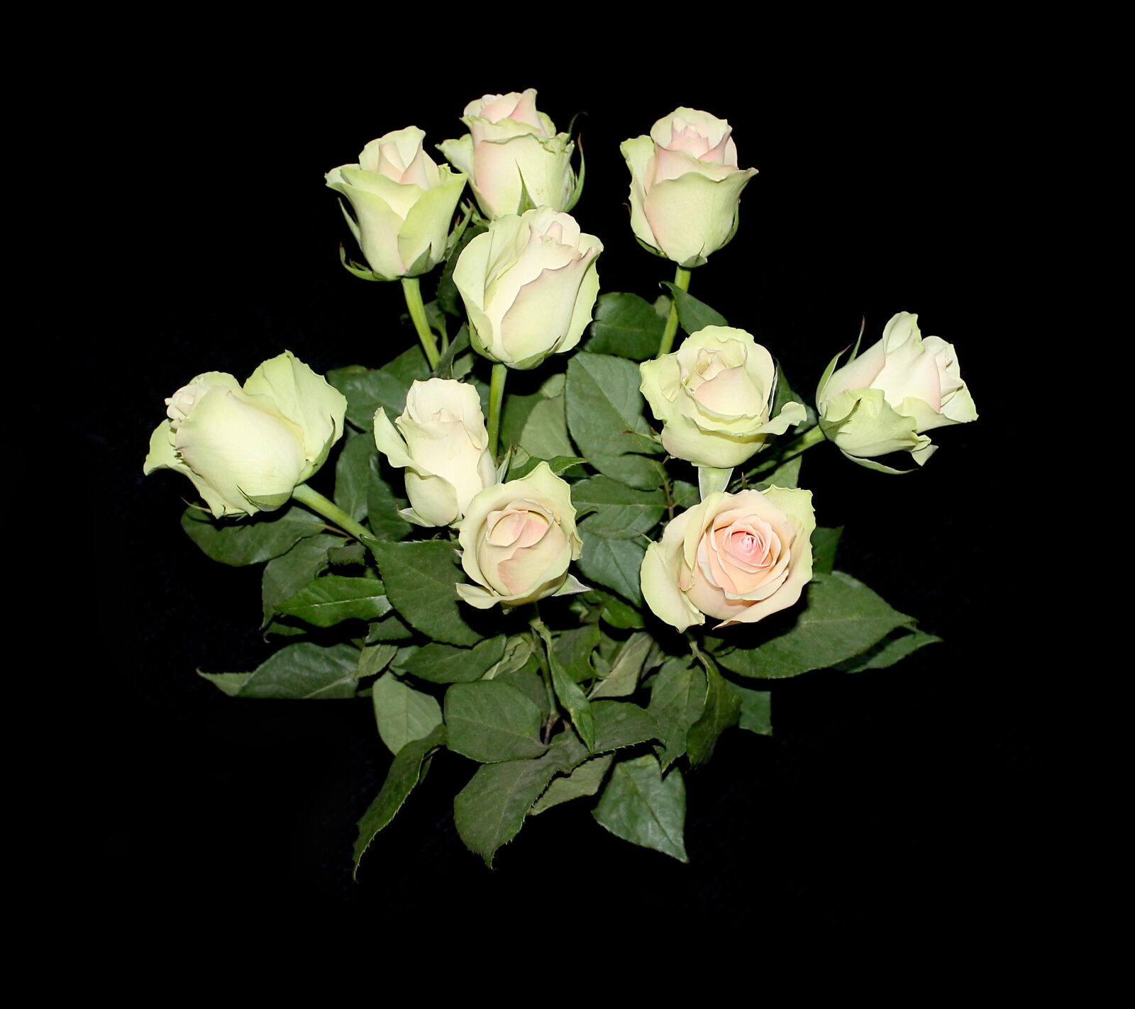 Canon EOS 1100D (EOS Rebel T3 / EOS Kiss X50) sample photo. Roses, flowers, background photography
