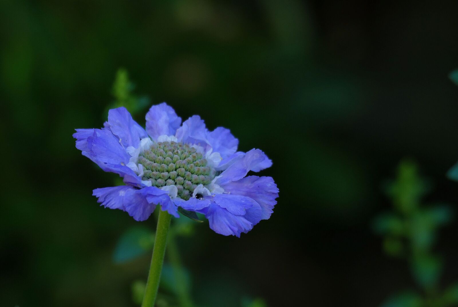 Panasonic Lumix DMC-FZ1000 sample photo. Scabiose st ffa, garden photography