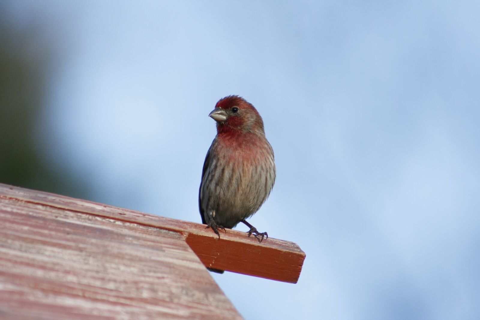 Canon EOS 550D (EOS Rebel T2i / EOS Kiss X4) sample photo. Nature, bird, outdoors photography