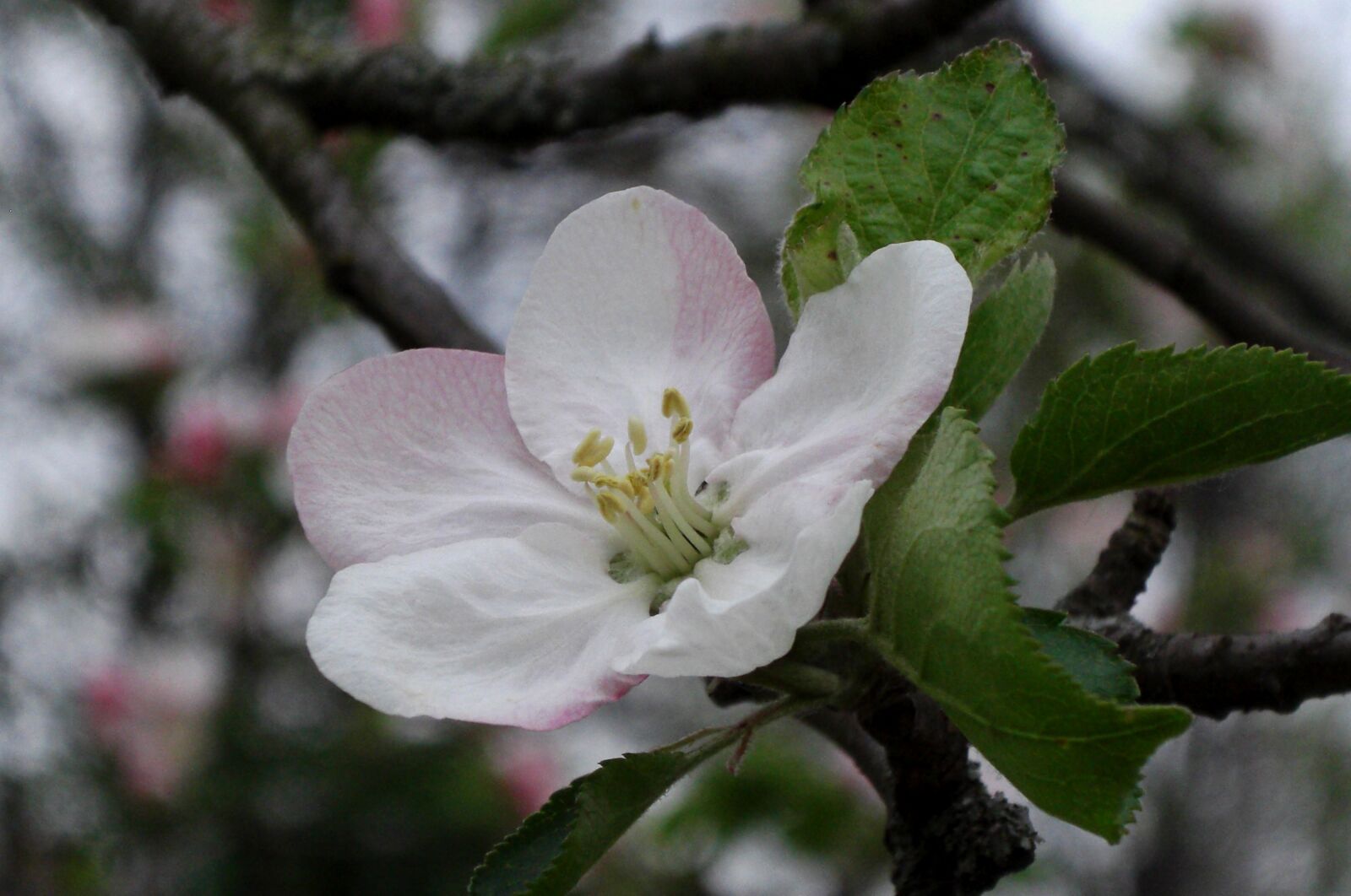 CASIO EX-Z1200 sample photo. Blossom, bloom, nature photography