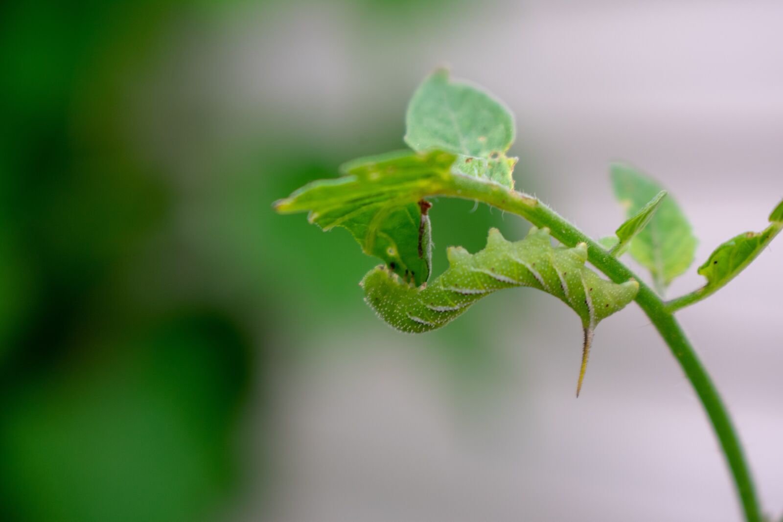 Nikon D3400 sample photo. Moth, nature, green photography