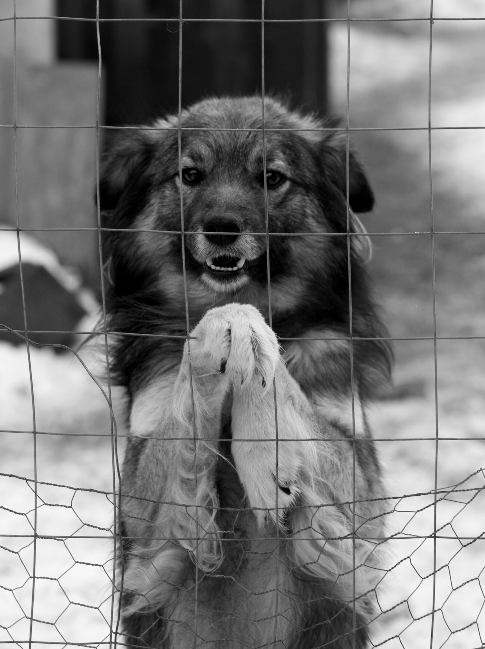 Canon EF-S 60mm F2.8 Macro USM sample photo. Dog, fence, calling photography