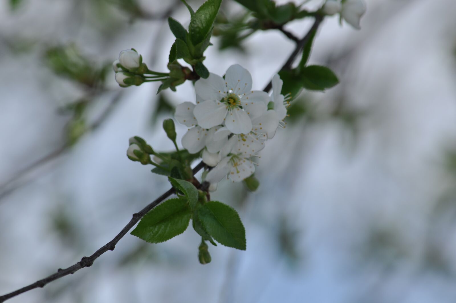 Nikon D5000 sample photo. Cherry, tree, bloom photography