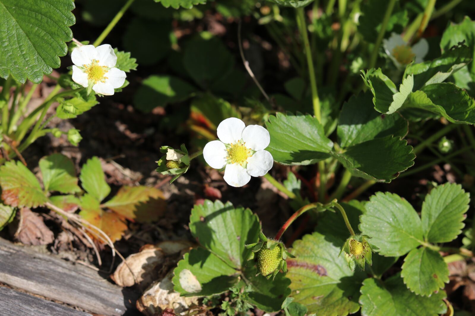 Canon EF 50mm F1.8 STM sample photo. Strawberry, green, leaves photography