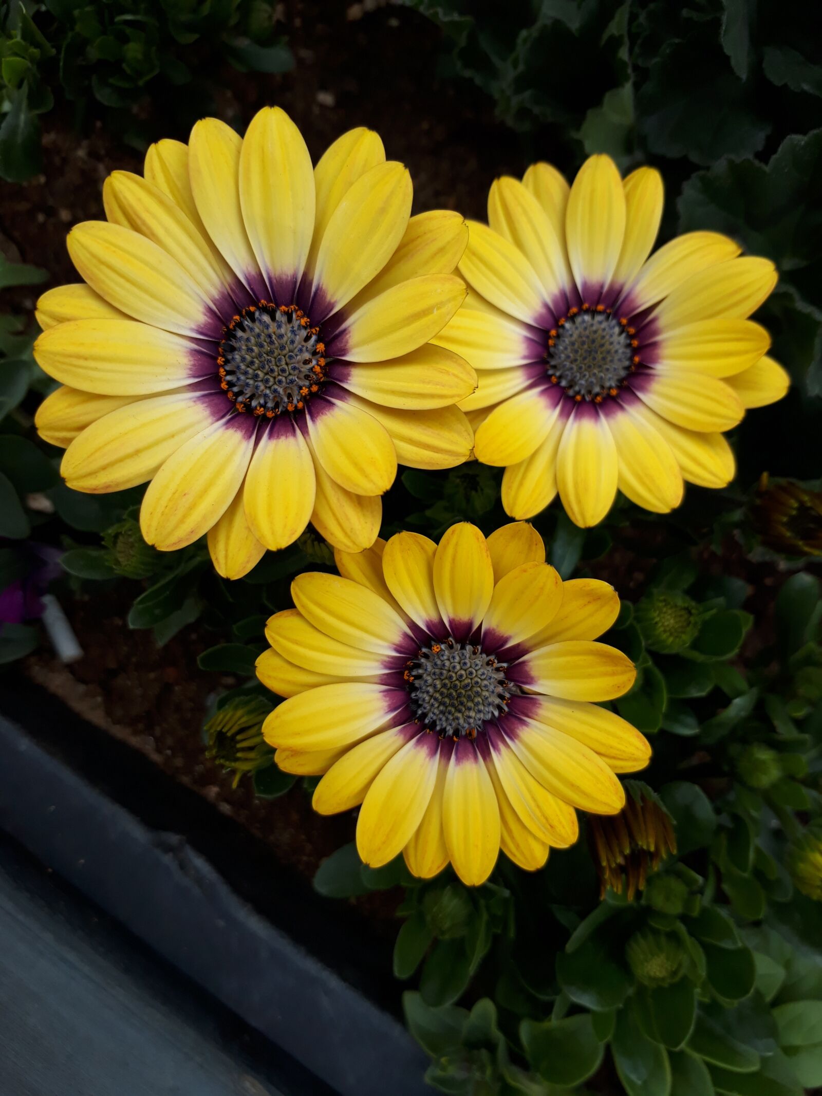 Samsung Galaxy On7(2016) sample photo. Flowers, spring flowers, garden photography