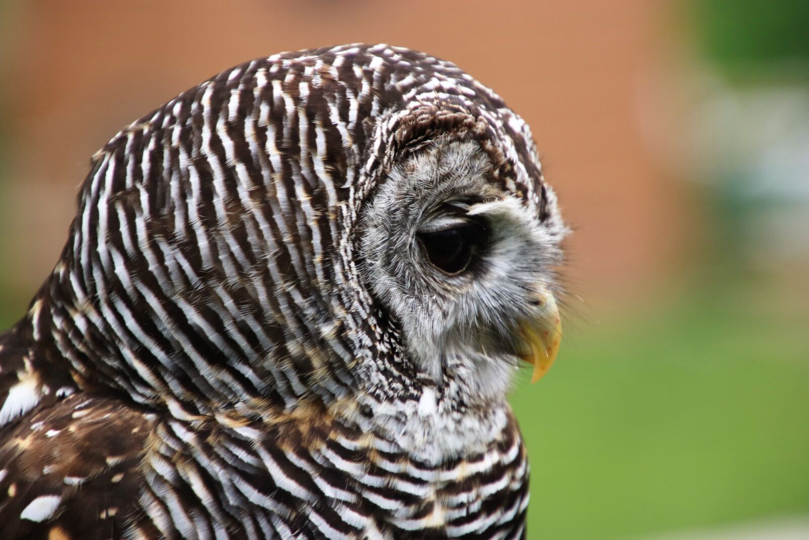 Canon EOS 80D + Tamron 16-300mm F3.5-6.3 Di II VC PZD Macro sample photo. Chaco owl, owl, bird photography