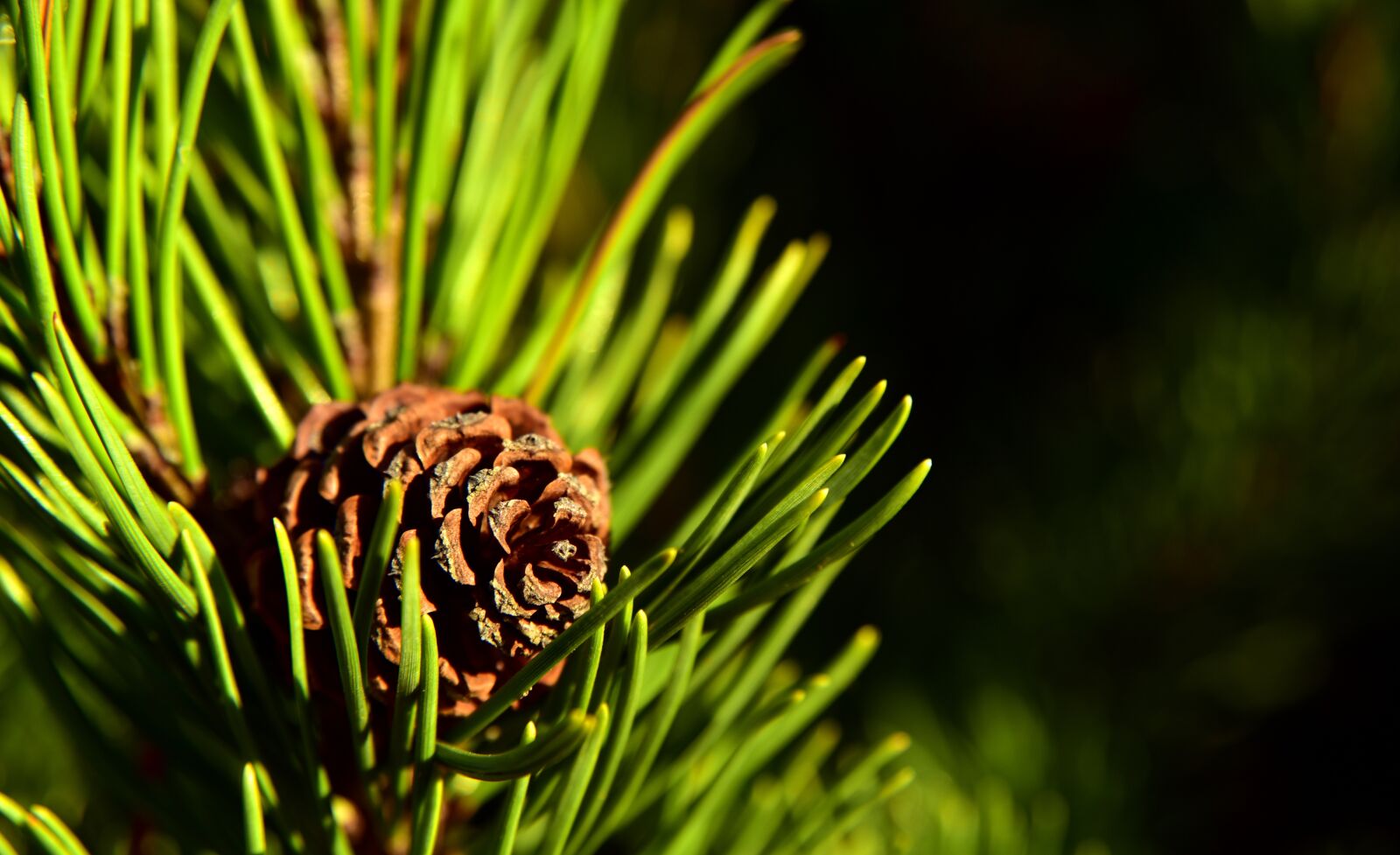 Nikon D750 sample photo. Tap, pine, nature photography