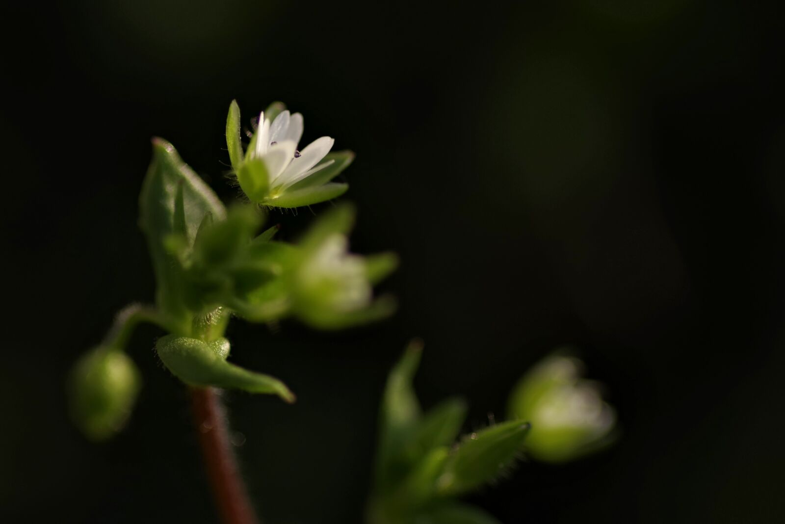 Pentax K-S2 sample photo. Warzucha, flower, spring photography