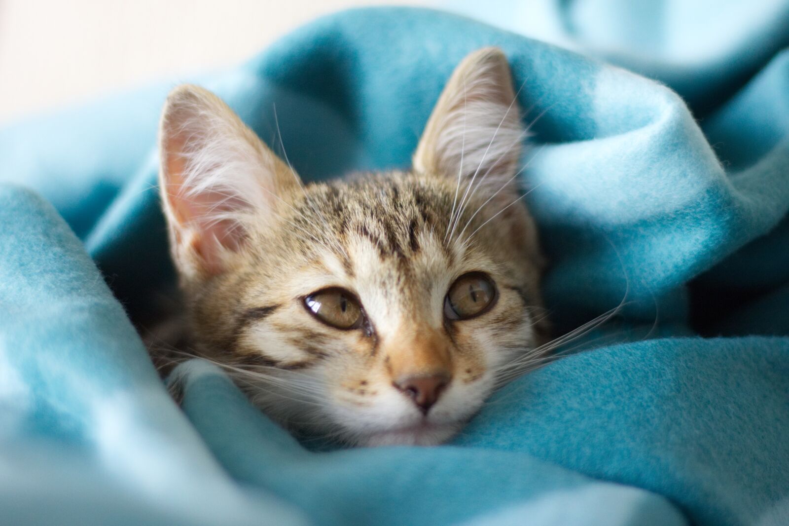 Canon EOS 60D + Canon EF 50mm F1.8 STM sample photo. Kitten, cat, pet photography