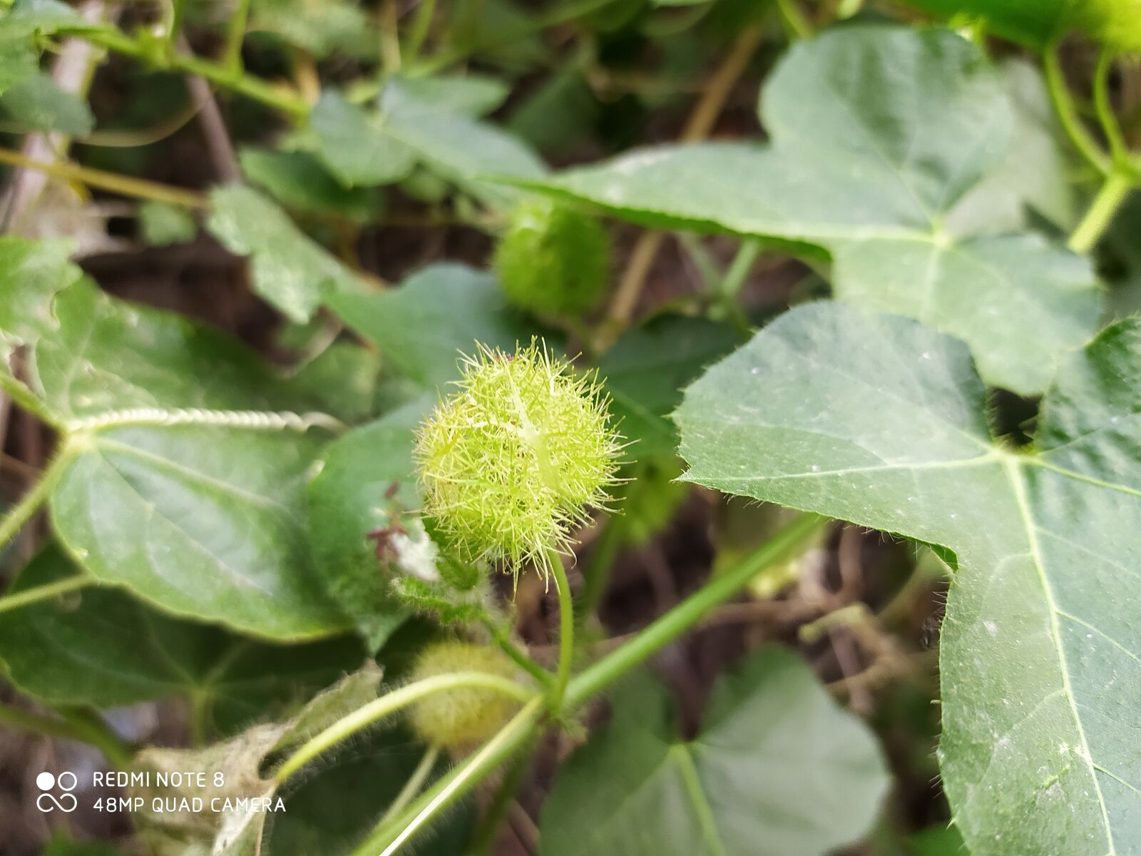Xiaomi Redmi Note 8 sample photo. Captionplus, photography, photooftheday photography