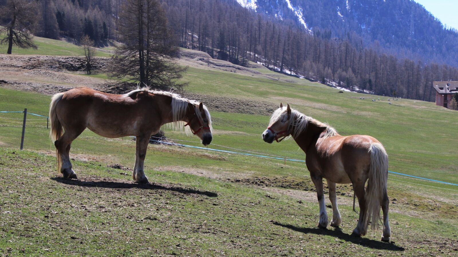 Canon EOS 80D sample photo. The horse, meadow, graze photography